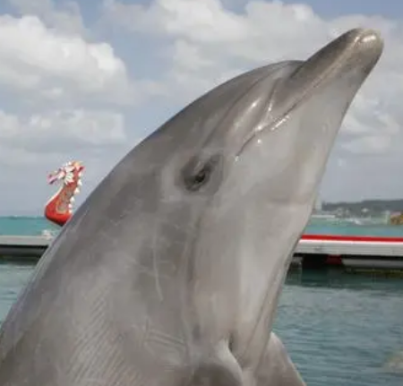 世界上最聪明的动物有哪些？智慧程度是什么样的？