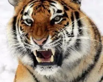 世界上仅存的六种老虎都是什么种类？分别是哪些？