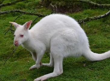 十种白化病动物分别是什么？有何特点？