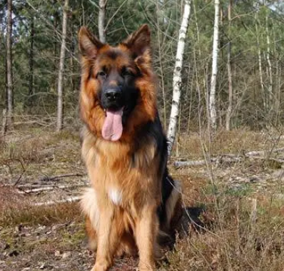  世界上最知名的警犬品种是什么？有什么血统？