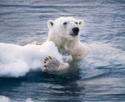 可以变色的动物有哪些？变色原理是什么样的？