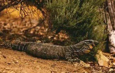 世界十大著名神秘生物是什么？真实面貌是什么样的？