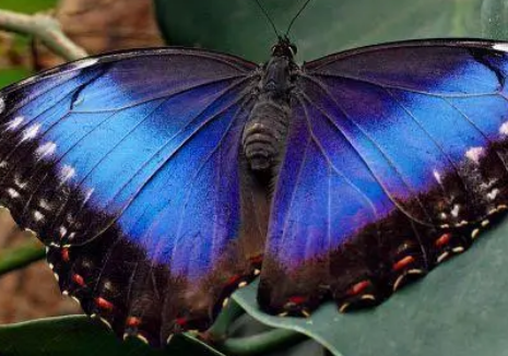 最漂亮的五种蝴蝶是什么样的？生活在什么地方？