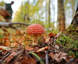 全球最贵的蘑菇菌类是什么？有多贵？