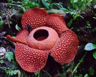 世界上气味最难闻的花是什么？有多难闻？