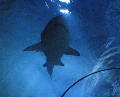 世界上最大、最好的水族馆是什么样的？在什么地方？