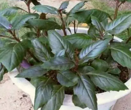  生长速度最快的蔬菜是什么？生长速度有多快？