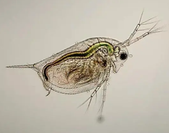 有哪些无性繁殖的生物？具体繁殖方式是怎样的？