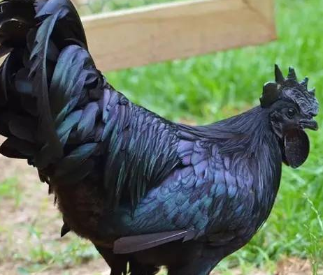  世界上最好的鸡是什么？是什么品种？