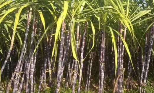  全球甘蔗产量最多的国家是哪里？产量是多少？