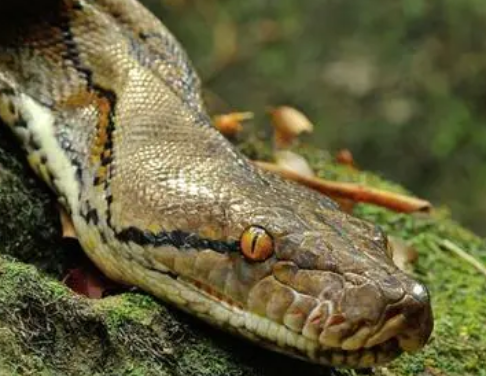 外形最为奇特的十种爬行动物，外貌特征是什么样的？