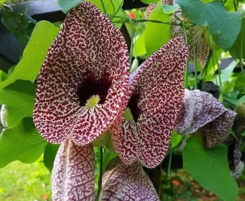 世界上毒性最强的植物是什么？毒性有多强？