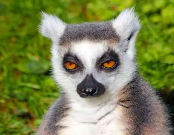 马达加斯加有哪些特色生物？有什么特点？