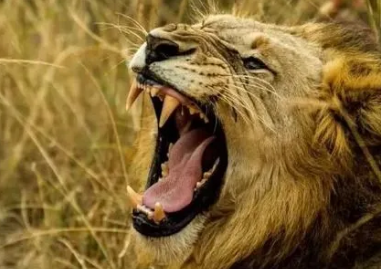 声音最大的动物是什么？能发出多大的声音？