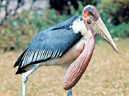 世界上最危险的鸟类叫什么？有什么危险的地方？