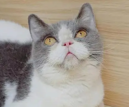  全球最贵的猫的品种是什么？是什么血统？