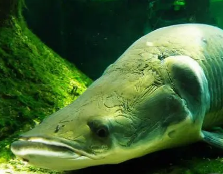 世界上最危险的鱼类有谁？有什么危险的地方？