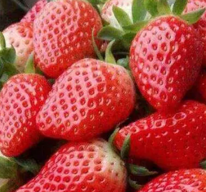 全球最昂贵草莓分别是什么样的？售价多少钱？